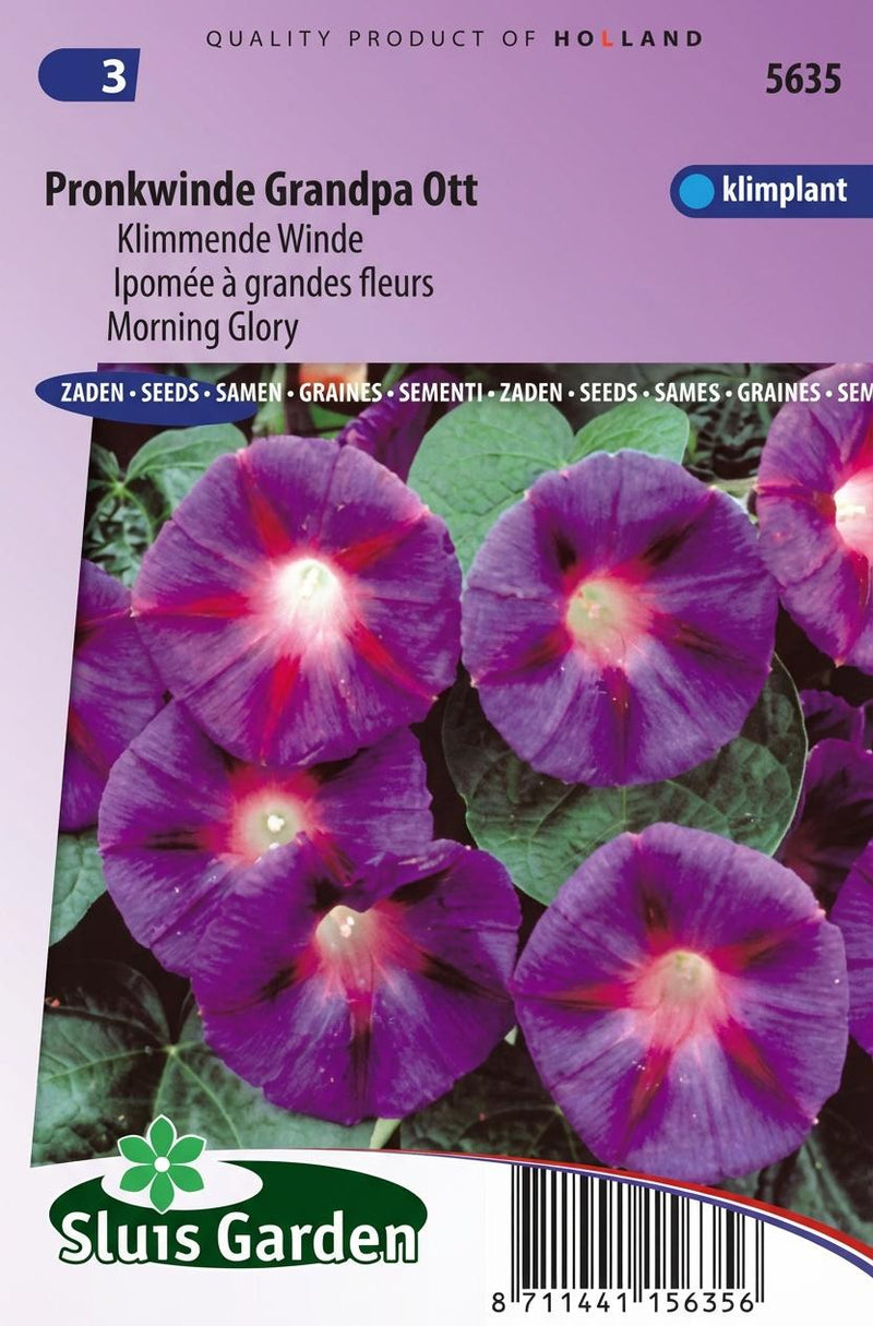 Klimmende Winde Grandpa Ott (Ipomoea)