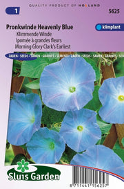 Klimmende Winde Clark's Blue (Ipomoea)