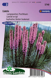 Lampepoetser Prachtkaars (Liatris)