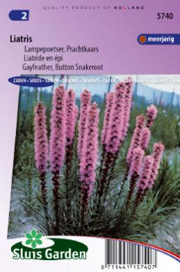 Lampepoetser Prachtkaars (Liatris)