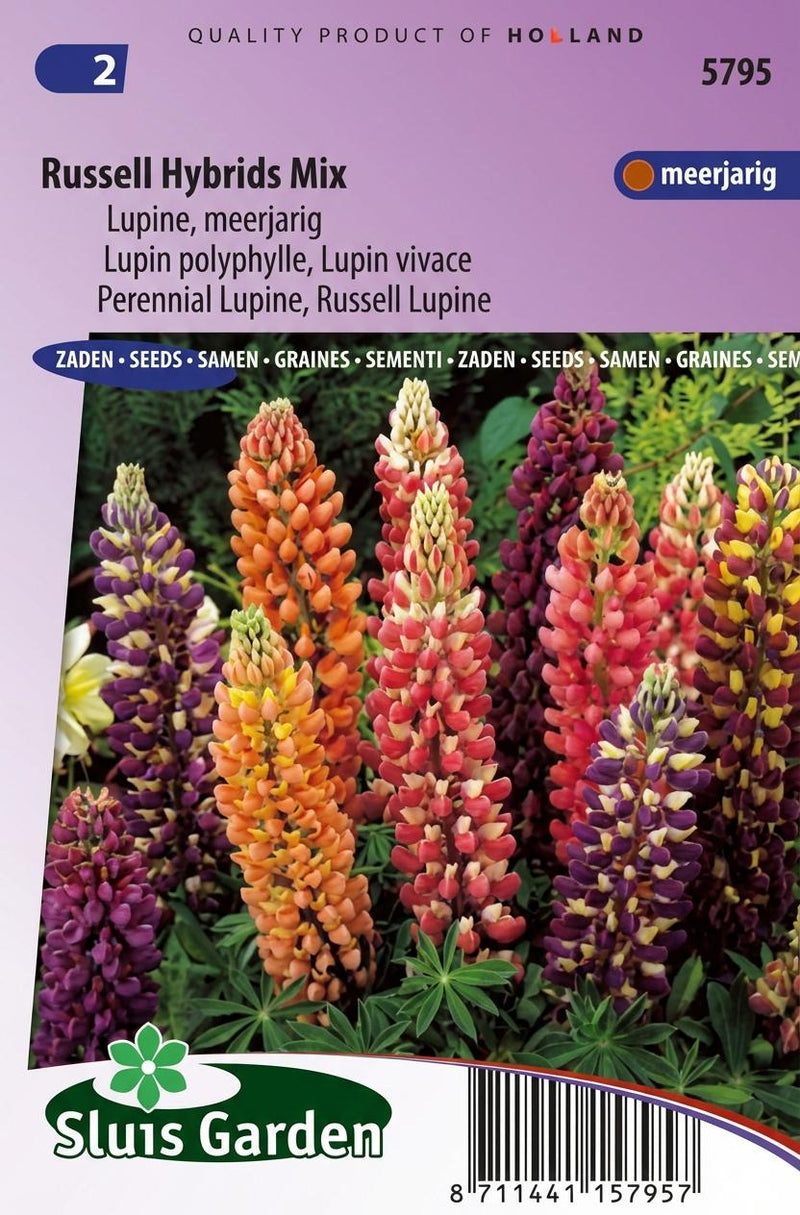 Lupinus Russell Hybrids Mix