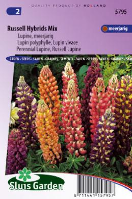 Lupinus Russell Hybrids Mix
