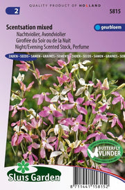 Violier (avond) Scentsation Mix (Matthiola)