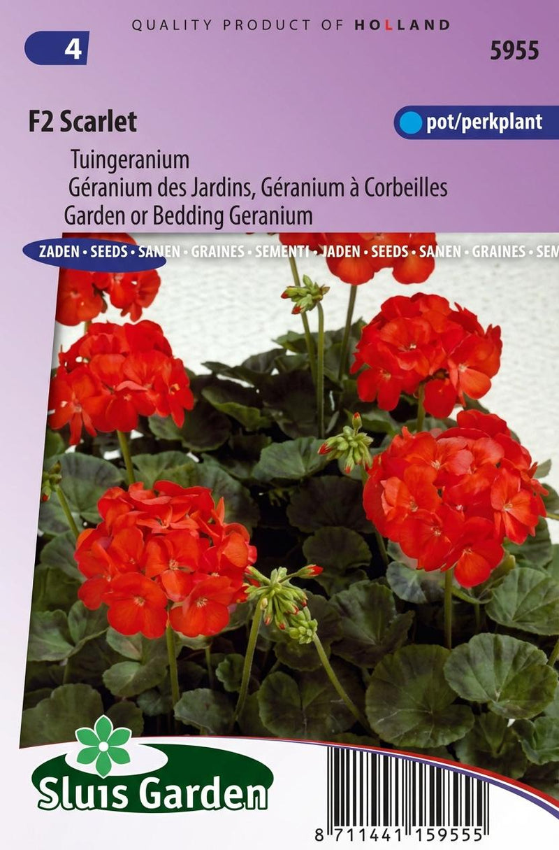 Tuingeranium F2 Rood