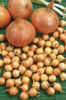 Plantuien Sturon (250 gram)