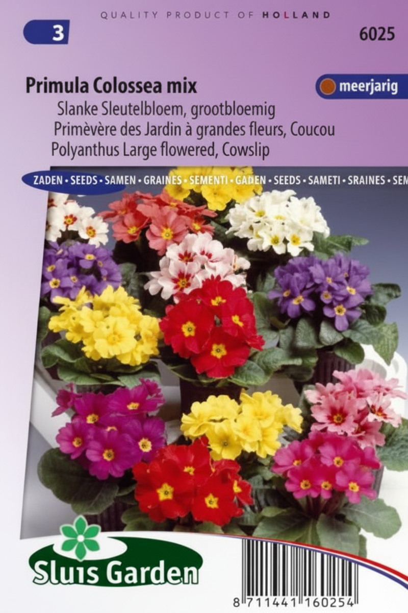 Sleutelbloem (Primula Colossea Mixed)