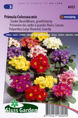 Primula Colossea Mixed (Sleutelbloem)