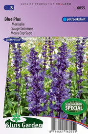 Meelsalie (Salvia farinacea Blue Plus)