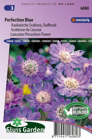 Duifkruid Perfection Blue (Scabiosa)