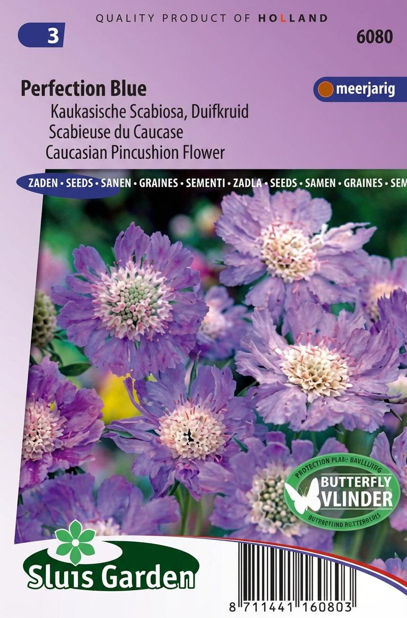Duifkruid Perfection Blue (Scabiosa)
