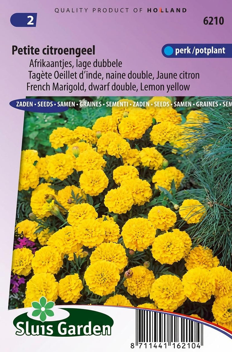 Afrikaan Petite Yellow