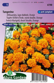 Afrikaan Tangerine