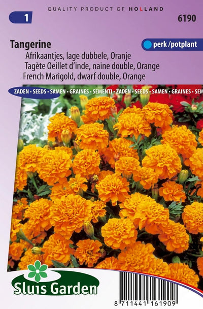 Afrikaan Tangerine