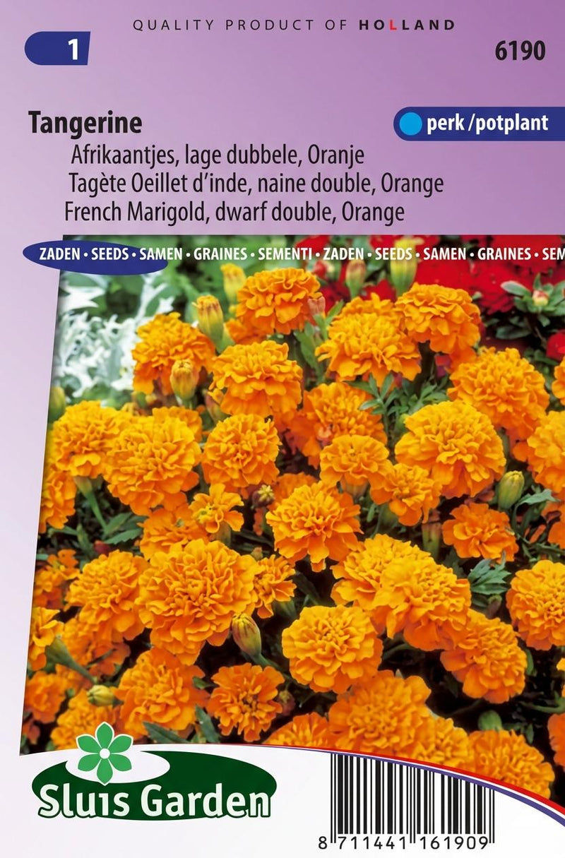 Afrikaan Tangerine