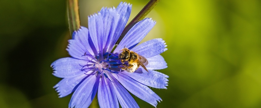 Inheemse planten: de sleutel tot een veerkrachtige tuin